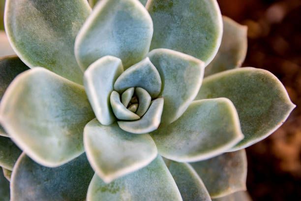 istock Desert Rose succulent / Adenium obesum 1137860707
