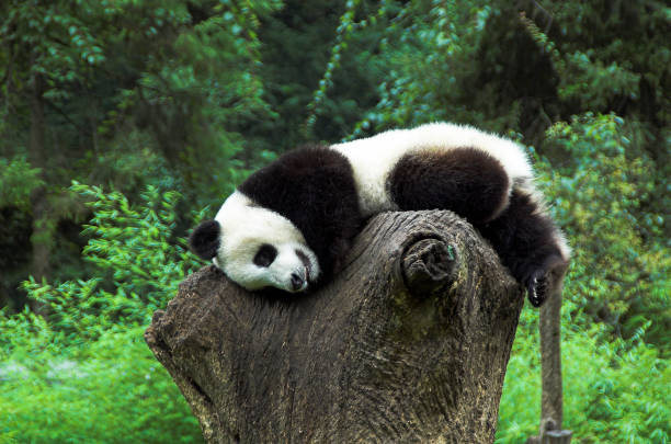 jeune panda géant reposant sur la souche d'arbre - panda outdoors horizontal chengdu photos et images de collection