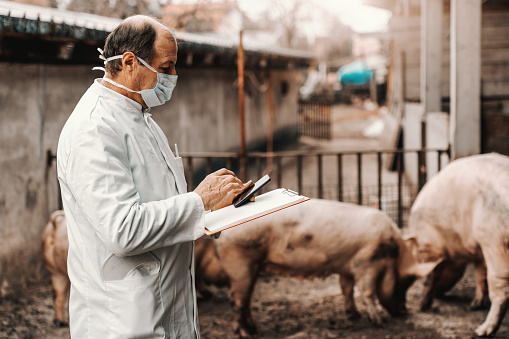 Mature veterinarian in white coat and protective mask on face holding clipboard and using smart phone while standing in cote. In background pigs.