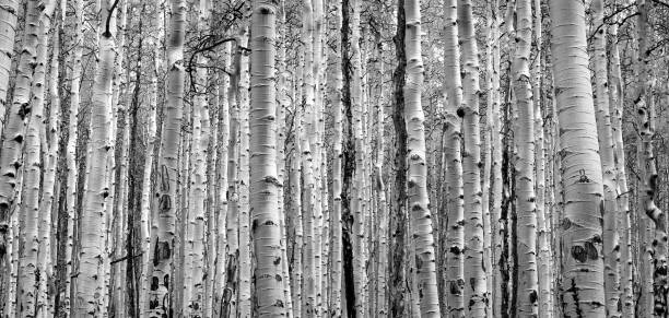 istock Thick forest of aspen tree trunks black and white texture background 1137866348