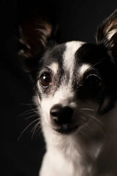 Closeup of a Miniature Fox Terrier with a black background