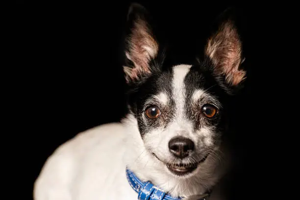 Closeup of a Miniature Fox Terrier with a black background