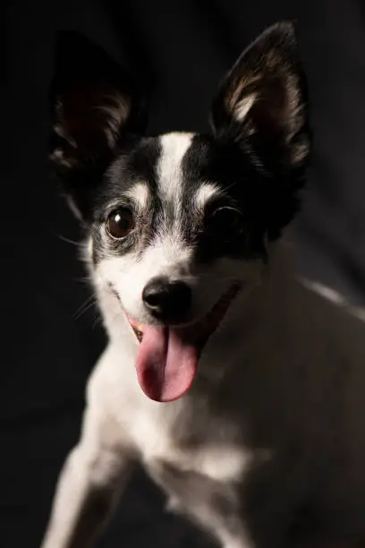 Closeup of a Miniature Fox Terrier with a black background