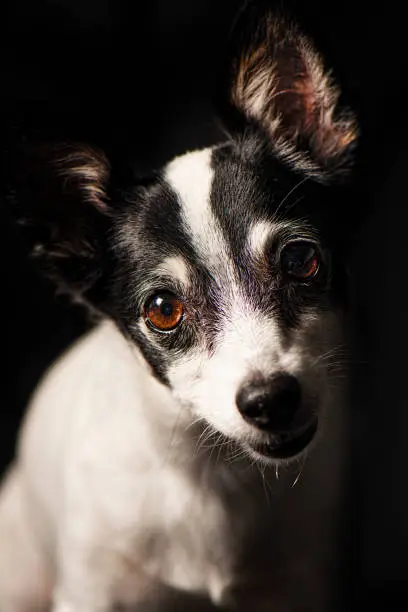Closeup of a Miniature Fox Terrier with a black background