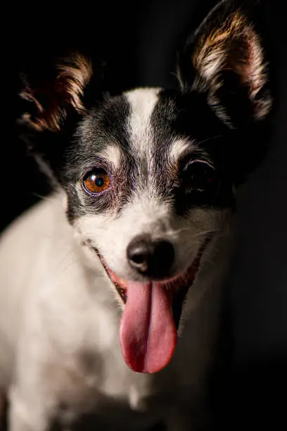 Closeup of a Miniature Fox Terrier with a black background