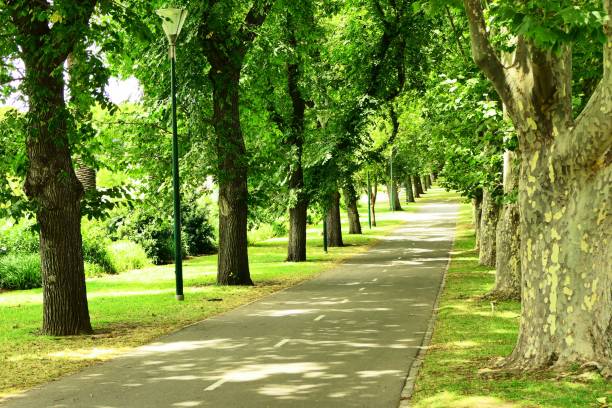 istock Beautiful nature and landscape and flowers 1137867191