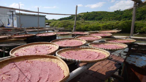 Shrimp paste being dried under the sun in Tai O