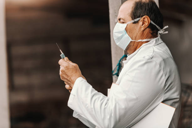 mature veterinarian in white coat and mask on face holding clipboard under armpit and preparing to give injection to pig. - flu virus cold and flu swine flu epidemic imagens e fotografias de stock