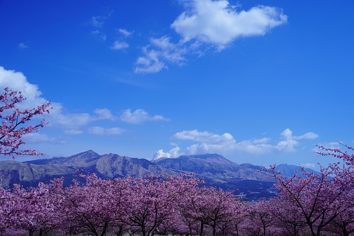 The mountains of ASO seen from Minami Aso Sakura Park in full bloom