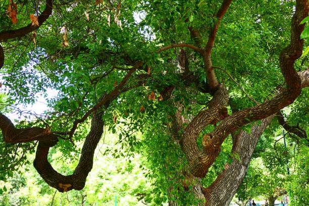 istock Beautiful nature and landscape and flowers 1137873901