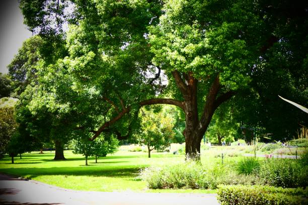 istock Beautiful nature and landscape and flowers 1137873913