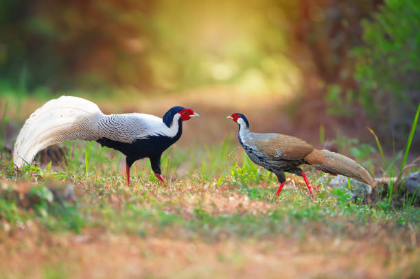 istock Pair of Silver Pheasant falling in love 1137875609