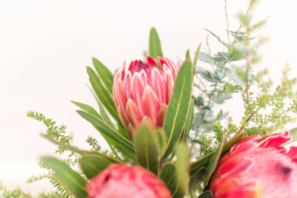istock Proteaceae flower,  red native Australian flower 1137884272