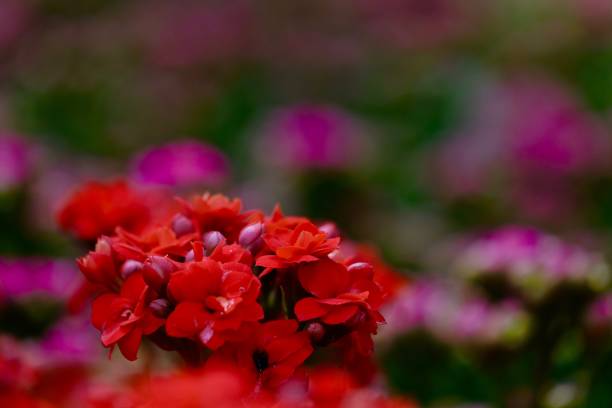 istock Kalanchoe flowering plants 1137885162