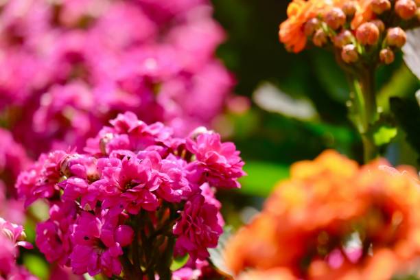 istock Kalanchoe flowering plants 1137885411