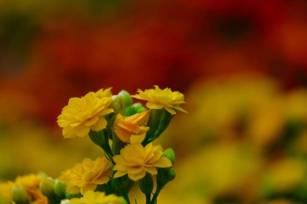 istock Kalanchoe flowering plants 1137886090