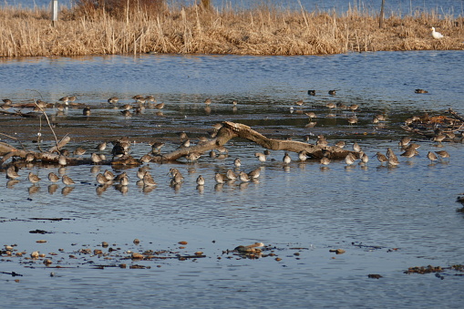 Flock of Long-billed dowitchers