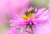 Bee on Michaelmas daisy. Beauty pastel natural background.