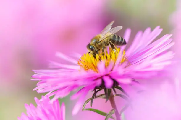 Photo of Bee on Michaelmas daisy. Beauty pastel natural background.
