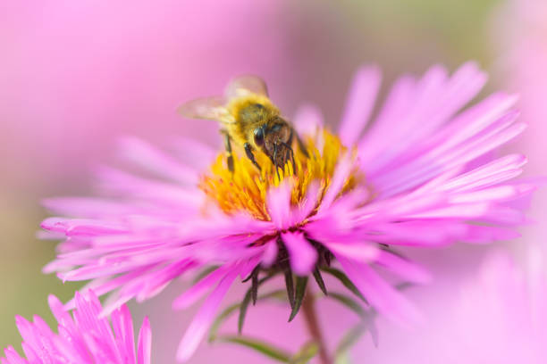 istock Bee on Michaelmas daisy. Beauty pastel natural background. 1137886934