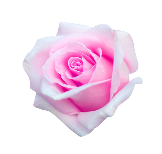 istock Pink rose isolated on white background, clipping path and - soft focus 1137890297