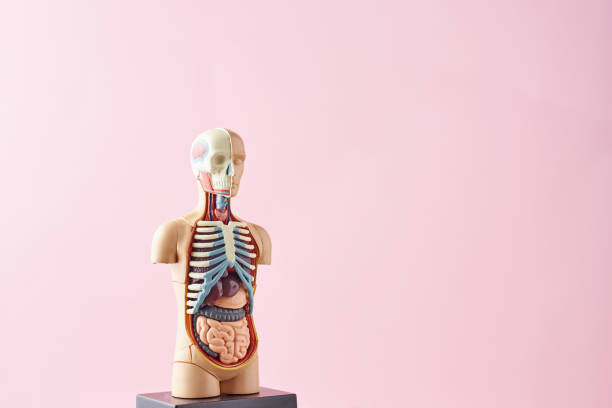 istock Human anatomy mannequin with internal organs on a pink background 1137891408