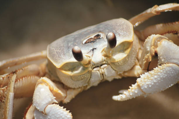 istock Gulf Of Mexico, Florida Panhandle 1137891472