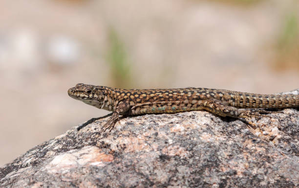 istock Iberian wall lizard, Podarcis hispanica 1137891482