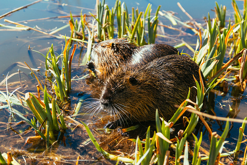 Two nutria sit in reed on pond.