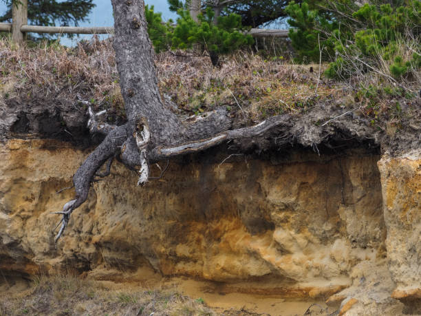 A sand cliff that has eroded so that plants and the base of a tree are hanging in the air. A part of nature that causes coast lines to slowly change.