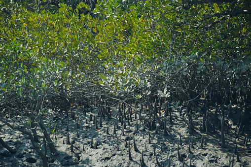 Distinctively looking mangrove forest landscapes of Sunderban river delta, with roots which grows upward above the soil, to cope with low level of oxygen in saline riverbanks. It is one of the largest such forests in the world and it is an Unesco World Heritage Site. Though natural disaster and man-made interactions are constantly damaging this unique ecosystem which spreads areas through Indian and Bangladesh.