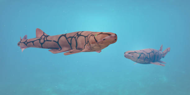 kettenkatshaie (scyliorhinus zieht sich zurück), kleine haiarten im atlantik - gatoo stock-fotos und bilder