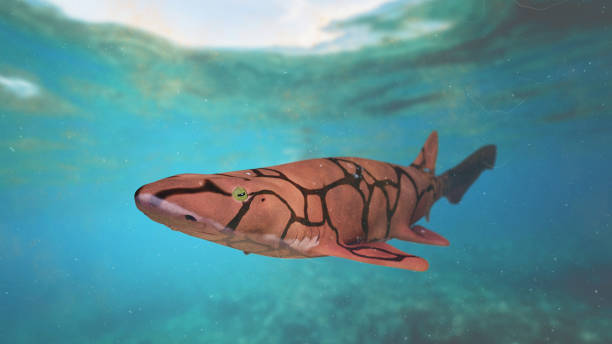 istock chain catshark (Scyliorhinus retifer) small shark species in the Atlantic ocean 1137892336