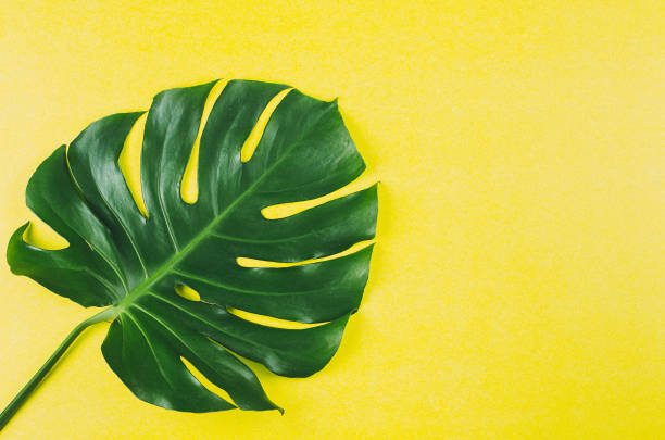 istock Green Monstera leaf on the paper yellow backgroud. Top view, copy space 1137892456