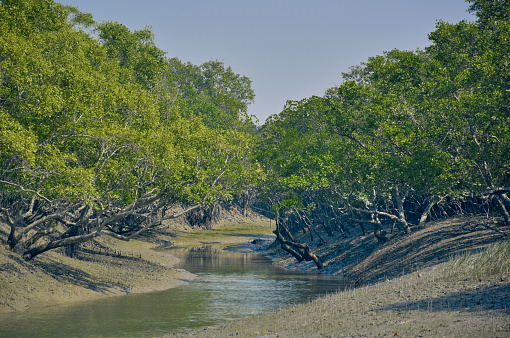 Sundari tree (Heritiera fomes) forest in Sunderbans river delta. The Sundarbans mangrove forest, one of the largest such forests in the world and it is an Unesco World Heritage Site. These mangrove forest/swamps are home to famous Royal Bengal tiger. During high tide, most of the area remains submerged in saline river water.