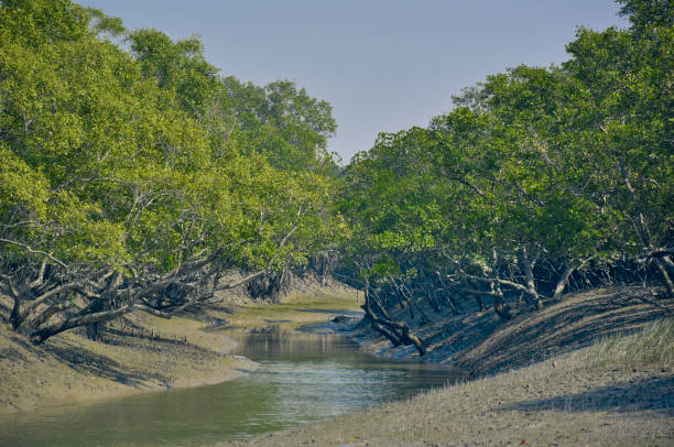 Narrow Creeks With River Stream Flowing Into Deep Mangrove Jungle  Consisting Of Mainly Sundari Tree At Sunderbans Delta Stock Photo -  Download Image Now - iStock