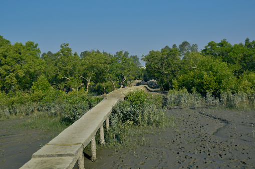 Sundarbans riverbanks, an ecosystem controlled by tidal saline water and mangrove forests.
