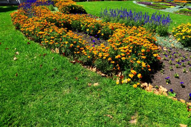 istock Beautiful nature and landscape and flowers 1137896496