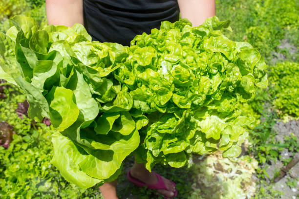 istock woman holding a vegetable salad 1137896757