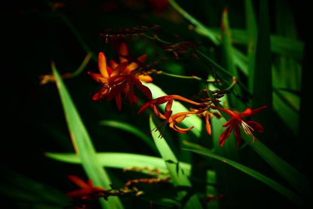 istock Beautiful nature and landscape and flowers 1137897009