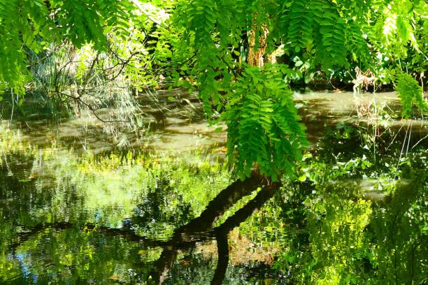 istock Beautiful nature and landscape and flowers 1137897035