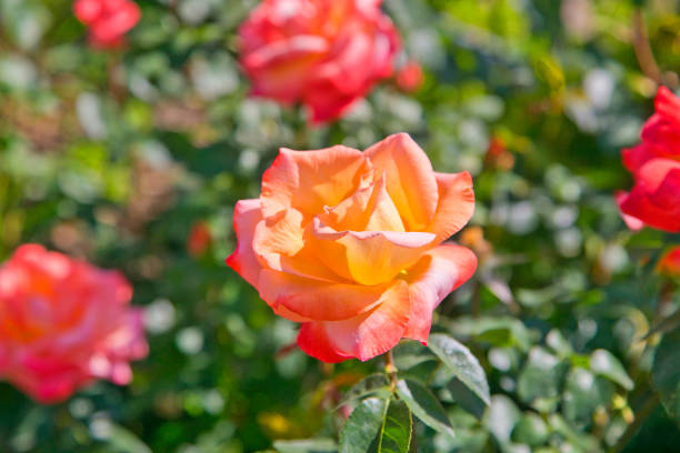 istock Orange roses in the garden. 1137898053