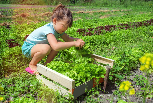 istock beautiful girl picking salads 1137898445