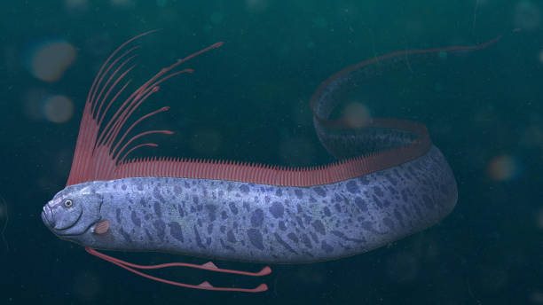 giant oarfish, regalecus glesne zogenaamde koning van haringen bron van sea serpent waarnemingen, 3d rendering - riemvissen stockfoto's en -beelden