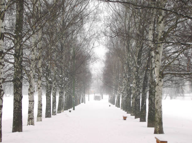 istock alley of  birch 1137903369