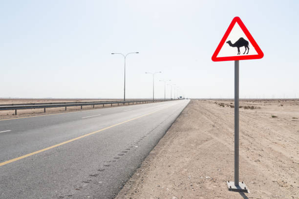 Camel Crossing Warning Sign roadside of Desert Highway in Qatar, Middle East.