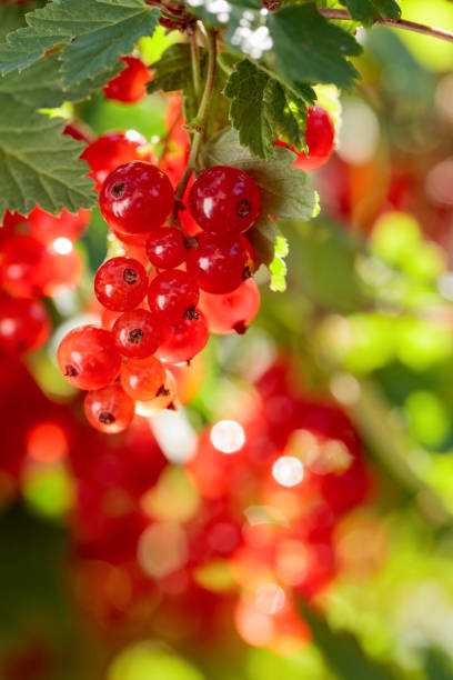 istock Redcurrants on the bush branch in the garden. 1137909424