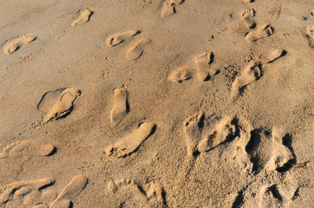 istock Foot steps on the sand at sunshine. 1137913699