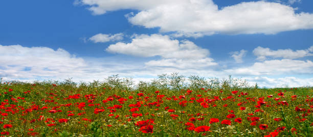 istock Landscape Poppy Field and blue sky 1137914863