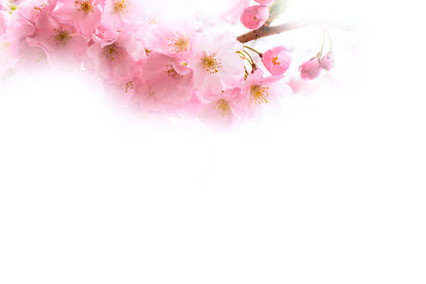 istock background with pink cherry blossom, sakura flowers 1137915057